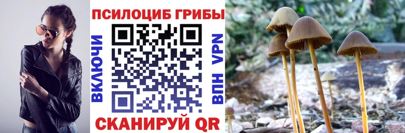 KRAKEN ссылки  Судогда  Галлюциногенные грибы мицелий 